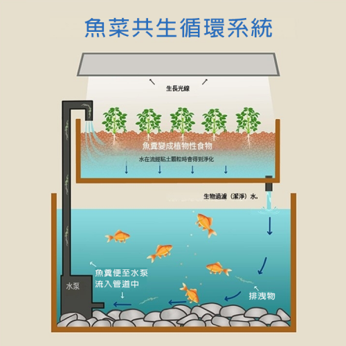 魚菜共生花園，可自給自足的桌上型水族箱水耕生態系統套件， 大理石色